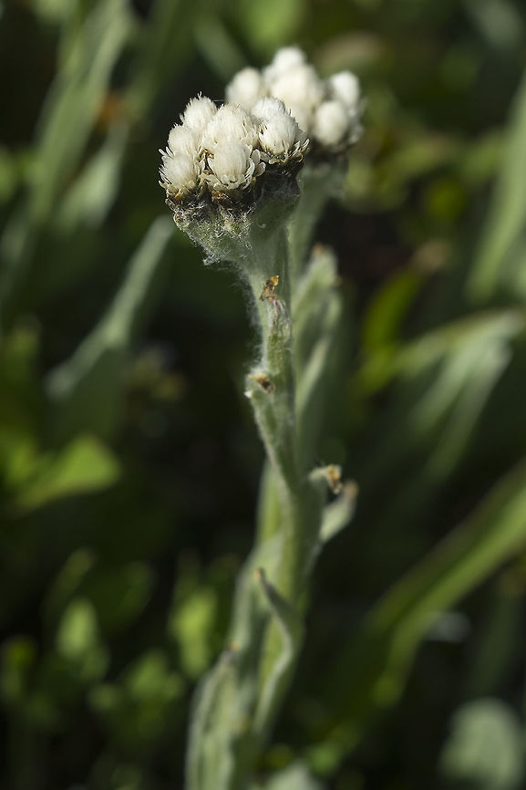 Alpine Pussytoes  Antennaria media,Geotagged,Summer,United States