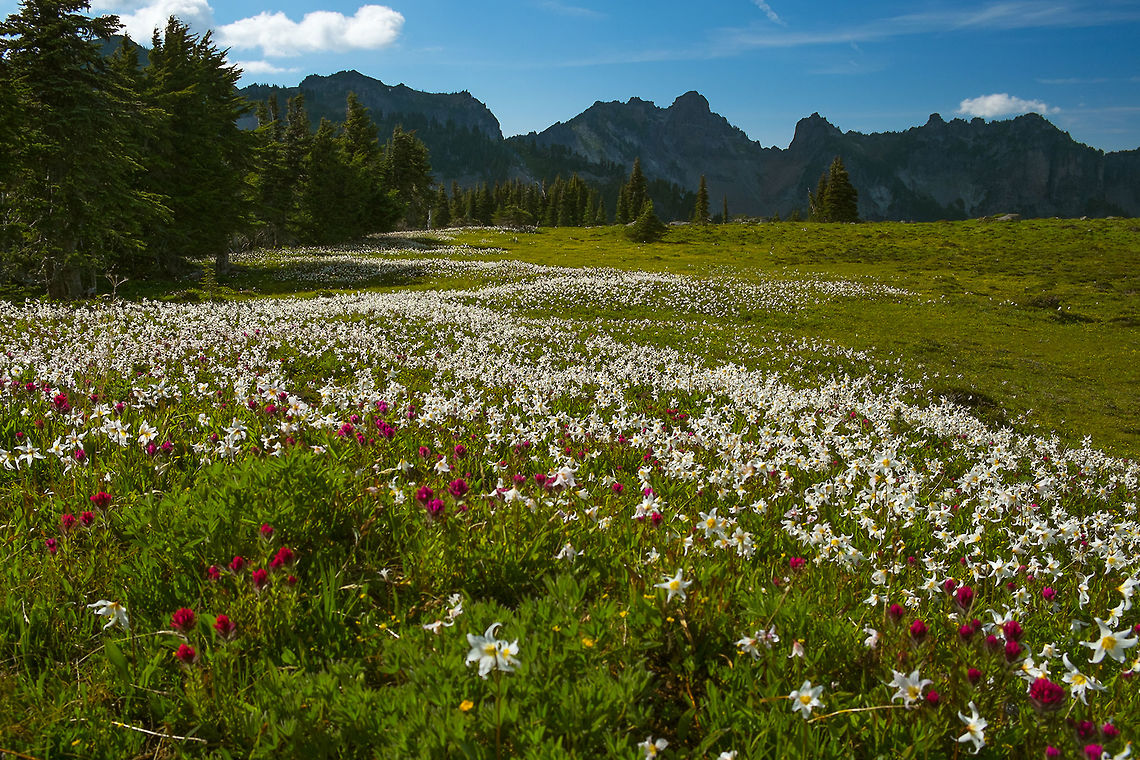 Avalanche Lilies at Spray Park  Erythronium montanum,Geotagged,Summer,United States,white avalanche lily