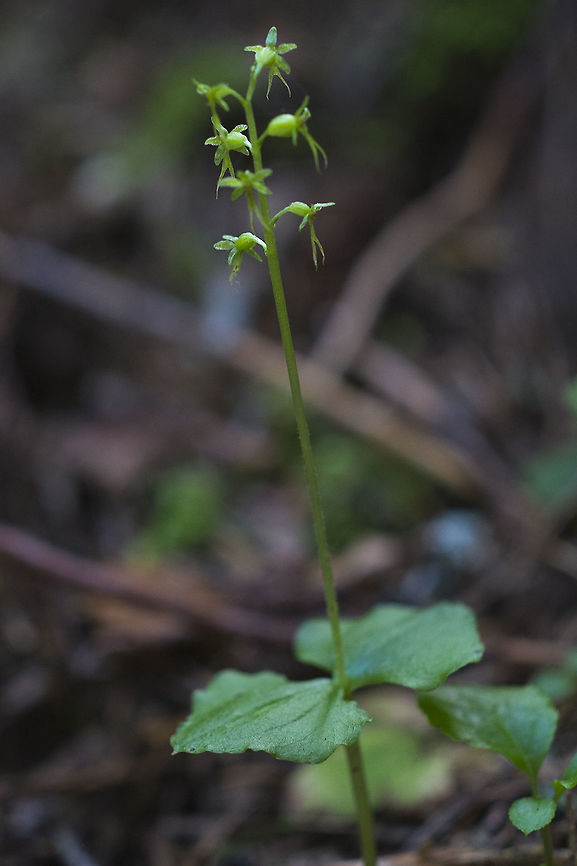 Heart Leaf Twayblade  Geotagged,Lesser Twayblade,Neottia cordata,Summer,United States