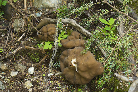 Gyromitra Californica  Geotagged,Gyromitra californica,Summer,United States