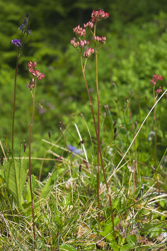 Leatherleaf Saxifrage  Geotagged,Leatherleaf Saxifrage,Leptarrhena pyrolifolia,Summer,United States