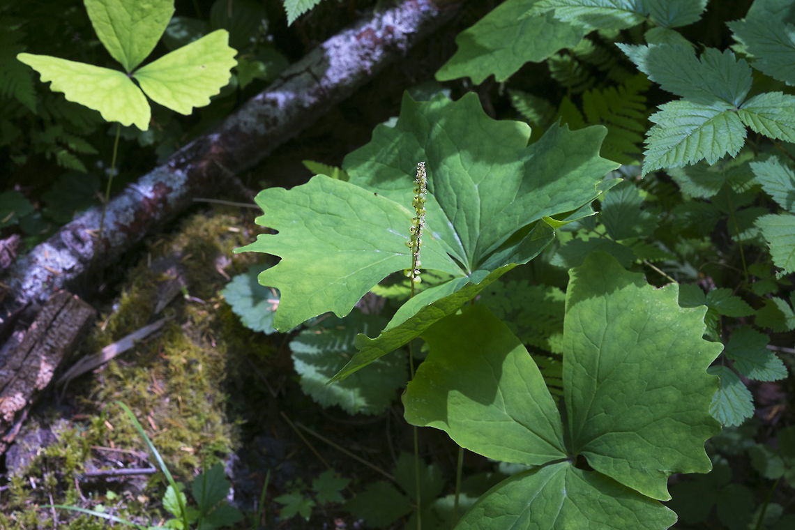 Vanilla Leaf  Achlys triphylla,Geotagged,Summer,United States
