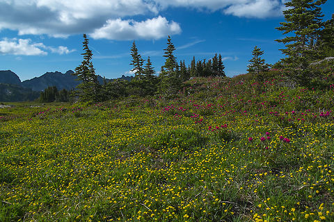 Strickland's Umbrellawort  Geotagged,Strickland's umbrella-wort,Summer,Tauschia stricklandii,United States