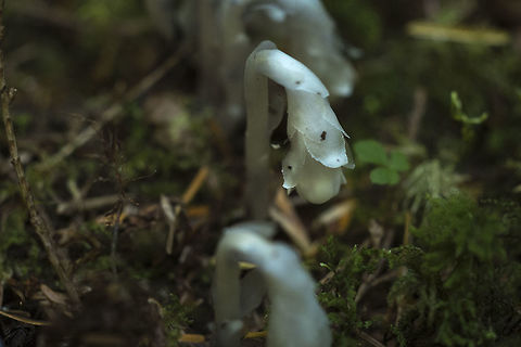 Indian Ghost Pipe This isn't the most common of orchids, but this park was like an Indian Ghost Pipe reservation.. they were everywhere! Geotagged,Monotropa uniflora,Summer,United States