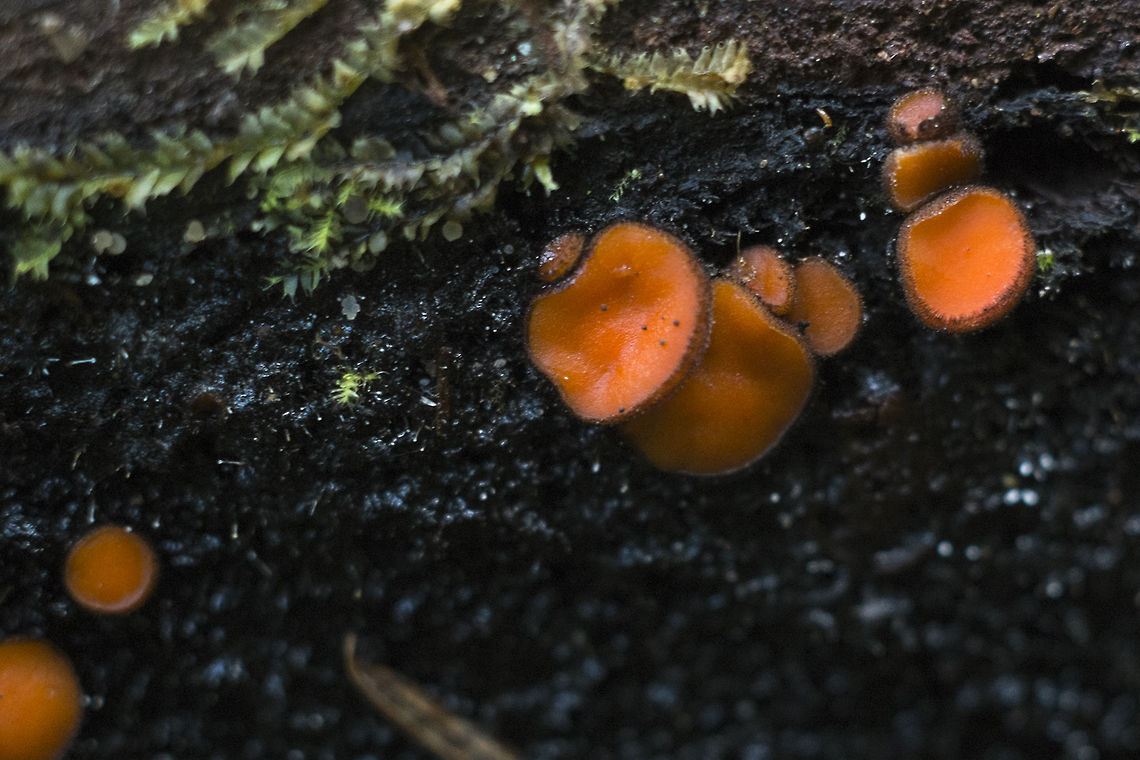 Eyelash cup fungi  Geotagged,Scutellinia umbrarum,Summer,United States