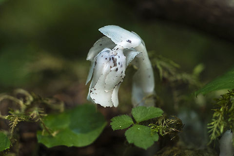 Indian Ghost Pipe - black spotted Scarce wouldn't be the description in this area... I've never seen these before today, but in this particular forest they were all over the place. I've also heard that in some years they never really flower - you'll see the mound, but they don't sprout. This must be a good year for them - lots of flowers. Geotagged,Ghost Plant,Monotropa uniflora,Summer,United States
