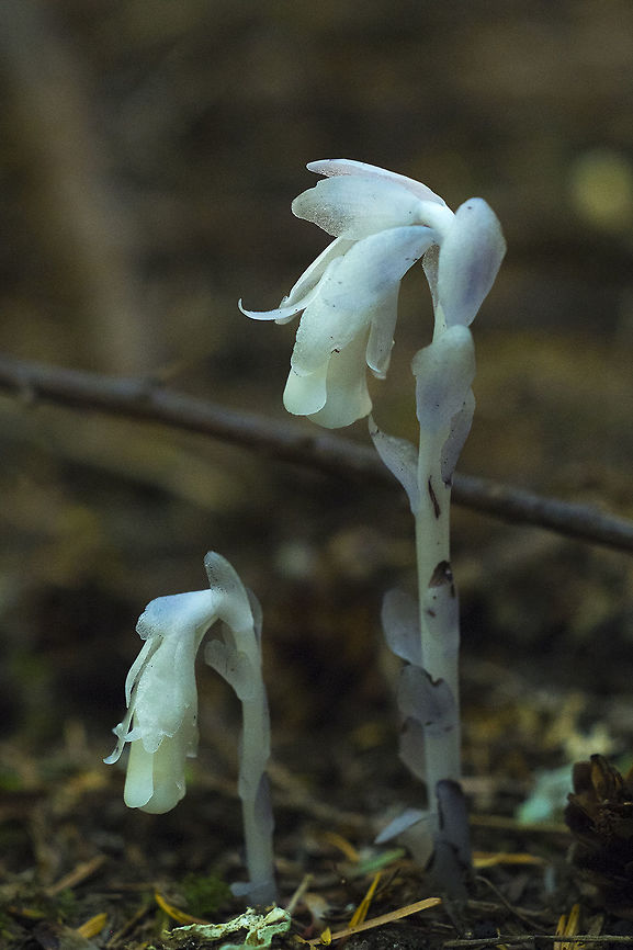 Indian Ghost Pipe Interestingly enough I did not see any of the other orchid species in this area - no Pinesap, no Coralroots Geotagged,Ghost Plant,Monotropa uniflora,Summer,United States