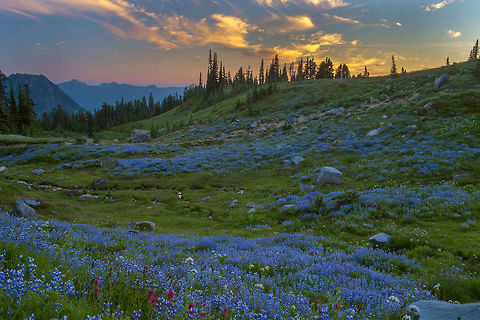 Lupine at Sunset - Paradise Meadows, Mt. Rainier  Geotagged,Lupinus arcticus,Summer,United States