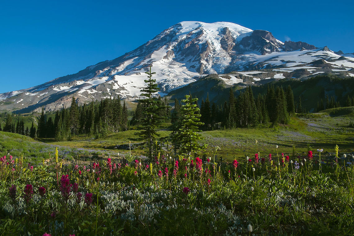 Magenta Paintbrush, Mt. Rainier It&#039;s being said that this has been the best wildflower season in 40 years at Mt. Rainier and I can believe that. The sheer density of flowers, especially paintbrush and lupine is incredible. Many more photos on my flickr page - <a href="https://flic.kr/ps/MMu5N" rel="nofollow">https://flic.kr/ps/MMu5N</a> <br />
Just how many photos of Mt. Rainier can you take.... I think it&#039;s like a tootsie pop... the world may never know... Castilleja parviflora,Geotagged,Mountain Indian paintbrush,Summer,United States