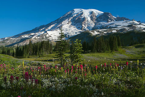 Magenta Paintbrush, Mt. Rainier It's being said that this has been the best wildflower season in 40 years at Mt. Rainier and I can believe that. The sheer density of flowers, especially paintbrush and lupine is incredible. Many more photos on my flickr page - https://flic.kr/ps/MMu5N
Just how many photos of Mt. Rainier can you take.... I think it's like a tootsie pop... the world may never know... Castilleja parviflora,Geotagged,Mountain Indian paintbrush,Summer,United States