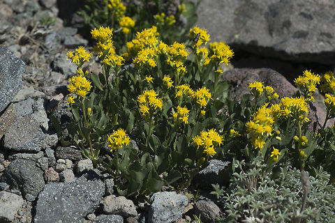 Dwarf Goldenrod  Dwarf Goldenrod,Geotagged,Solidago simplex,Summer,United States