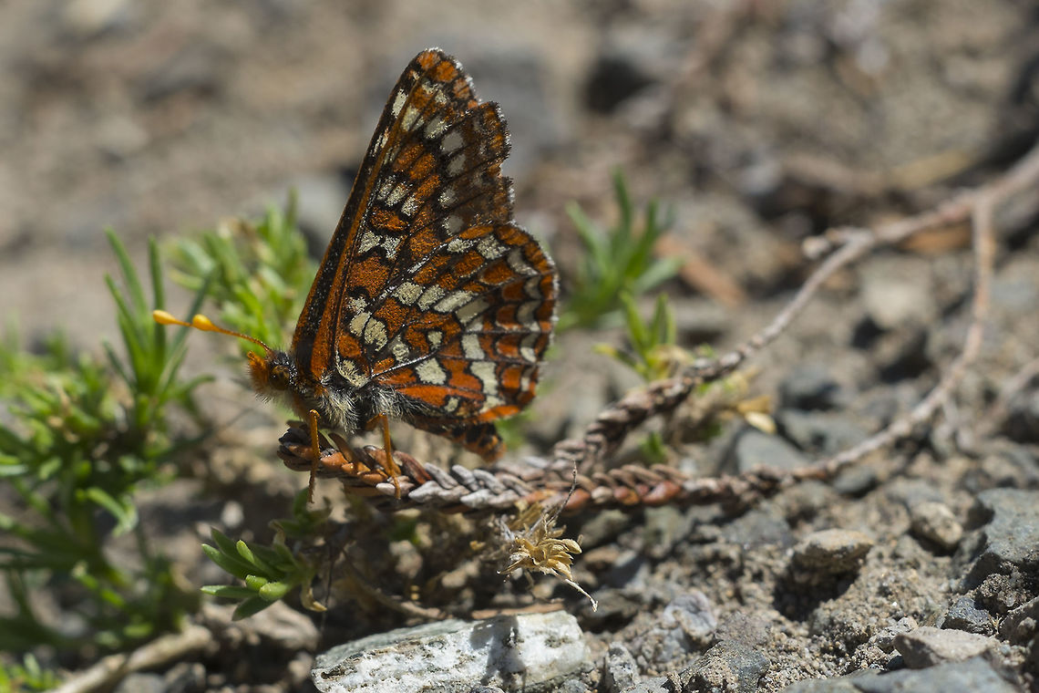 Possible Edith's Checkerspot  Edith’s Checkerspot,Euphydryas editha,Geotagged,Summer,United States