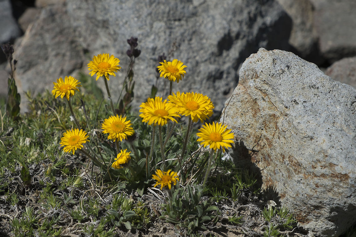 Alpine Golden Daisy  Erigeron aureus,Geotagged,Summer,United States