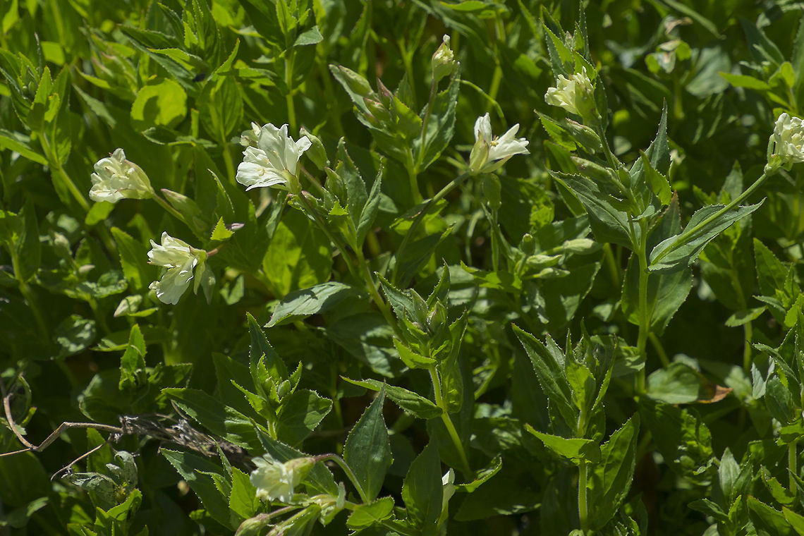 Yellow Fireweed  Epilobium luteum,Geotagged,Summer,United States,Yellow Fireweed