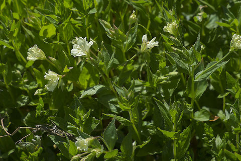 Yellow Fireweed  Epilobium luteum,Geotagged,Summer,United States,Yellow Fireweed