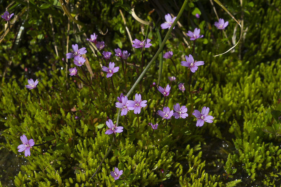 Alpine Willowherb  Epilobium anagallidifolium,Geotagged,Summer,United States