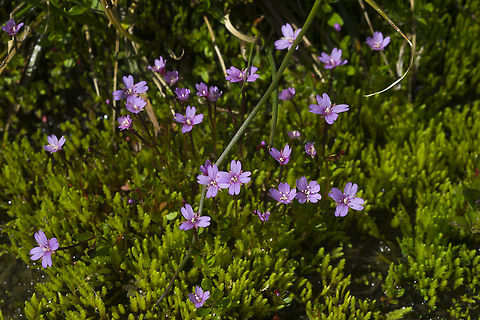 Alpine Willowherb  Epilobium anagallidifolium,Geotagged,Summer,United States