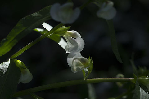 Sickle Top Lousewort  Geotagged,Pedicularis racemosa,Summer,United States