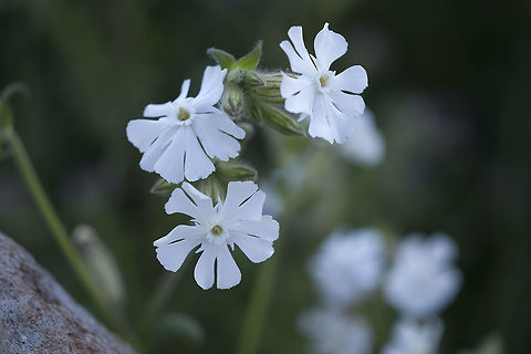 White Campion  Geotagged,Pedicularis racemosa,Silene latifolia,Summer,United States