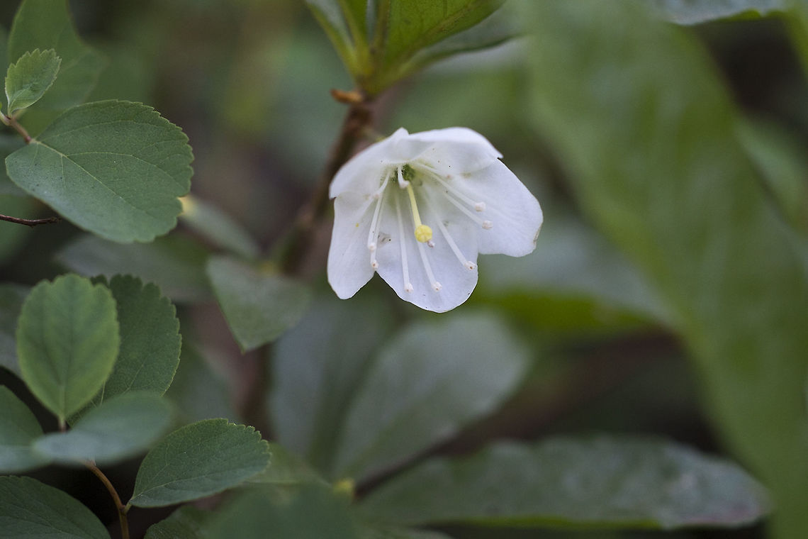 White Rhododendron  Cascade Azaela,Geotagged,Rhododendron albiflorum,Summer,United States