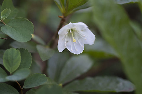White Rhododendron  Cascade Azaela,Geotagged,Rhododendron albiflorum,Summer,United States