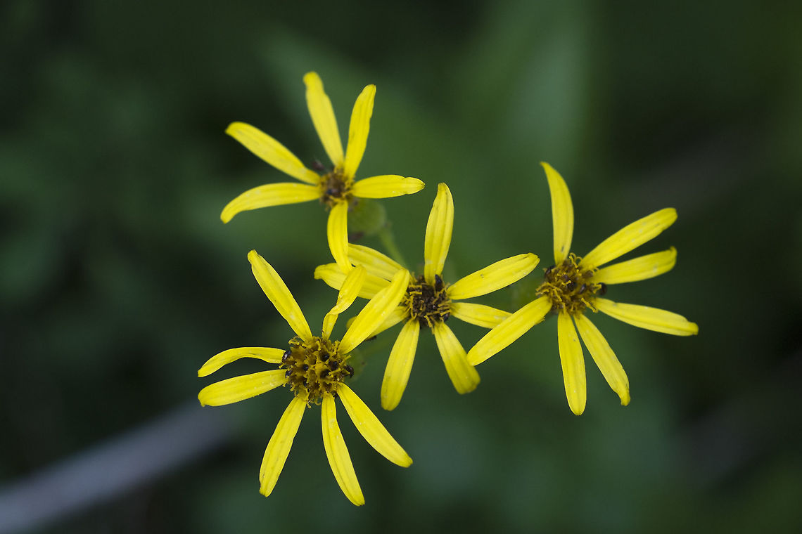 Arrowleaf Groundsel  Geotagged,Senecio triangularis,Summer,United States