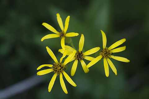 Arrowleaf Groundsel