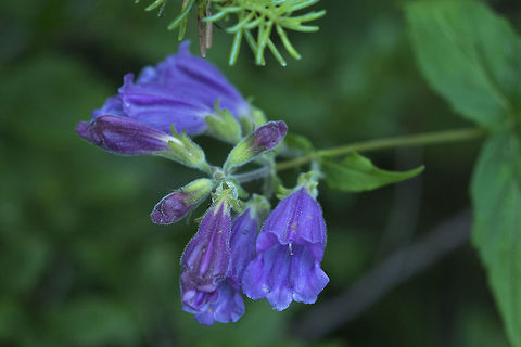 Woodland Beardtongue  Geotagged,Nothochelone,Nothochelone nemorosa,Summer,United States