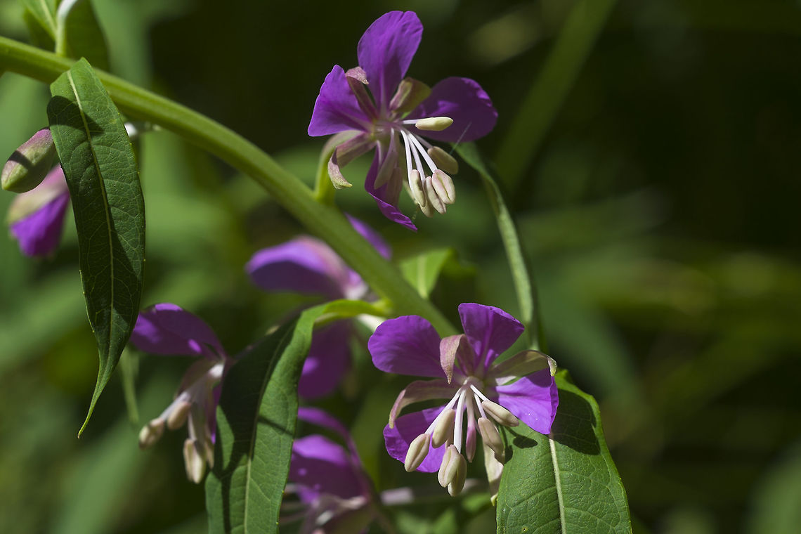 Fireweed  Chamaenerion angustifolium,Chamerion angustifolium,Fireweed,Geotagged,Rosebay willowherb or fireweed,Summer,United States
