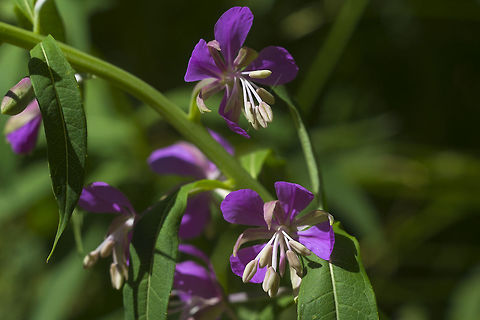 Fireweed  Chamaenerion angustifolium,Chamerion angustifolium,Fireweed,Geotagged,Rosebay willowherb or fireweed,Summer,United States