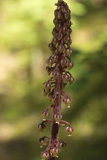 Pine Drops  Geotagged,Pterospora,Pterospora andromedea,Summer,United States