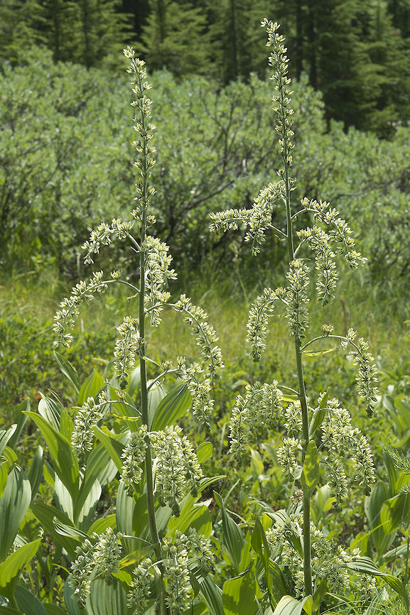 Green Corn Lily  Geotagged,Summer,United States,Veratrum viride