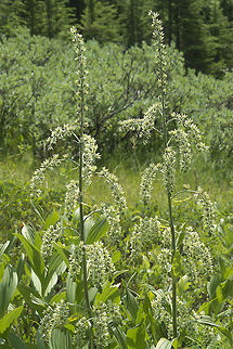 Green Corn Lily  Geotagged,Summer,United States,Veratrum viride