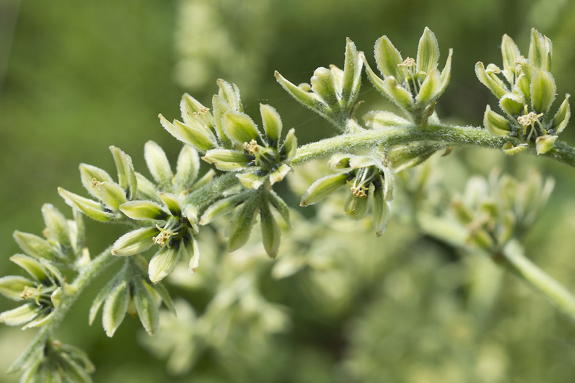 Green Corn Lily - flower detail  Geotagged,Summer,United States,Veratrum viride