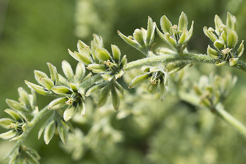 Green Corn Lily - flower detail  Geotagged,Summer,United States,Veratrum viride