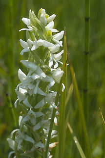 Bog Candle  Geotagged,Platanthera dilatata,Summer,United States,White Bog Orchid