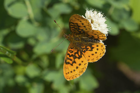 Pacific Fritillary  Boloria epithore,Geotagged,Pacific Fritillary,Summer,United States