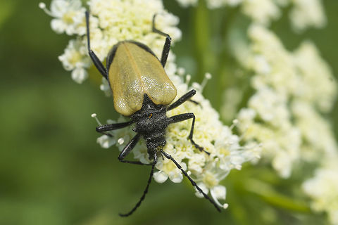 Flower Longhorn beetle ID once again thanks to BugGuide. The person who did said this beetle is not photographed often. Not that it is rare, but I do think it may be only found at higher elevations. While there are places that you can drive to 5000+ feet, they are few, so it's more likely that you'll have to hike and with some elevation gain to see this bug. It seems to be locally common in the Olympics, several of the photos already at BugGuide were in the Hurricane Ridge/Deer Park area, where you can drive up quite high. There were plenty in the meadow where I was, in the North Cascades, but I didn't see these at Mt. Rainier, in similar conditions. Geotagged,Pachyta armata,Summer,United States