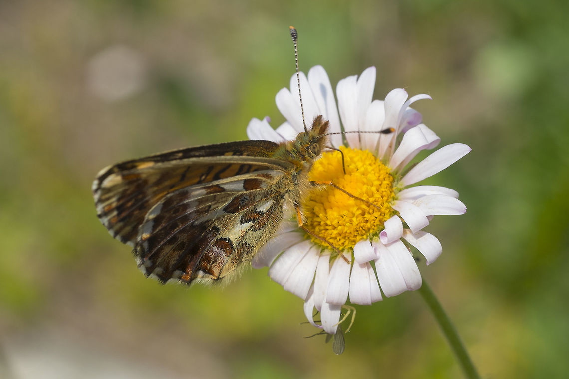 Arctic Fritillary ID&#039;d with a different (but a bit out of focus...) shot Arctic Fritillary or Purplish Fritillary,Boloria chariclea,Geotagged,Summer,United States