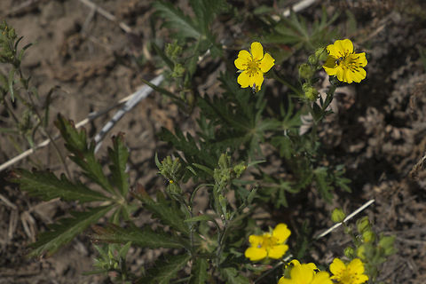 Mountain Meadow Cinquefoil  Geotagged,Potentilla diversifolia,Summer,United States