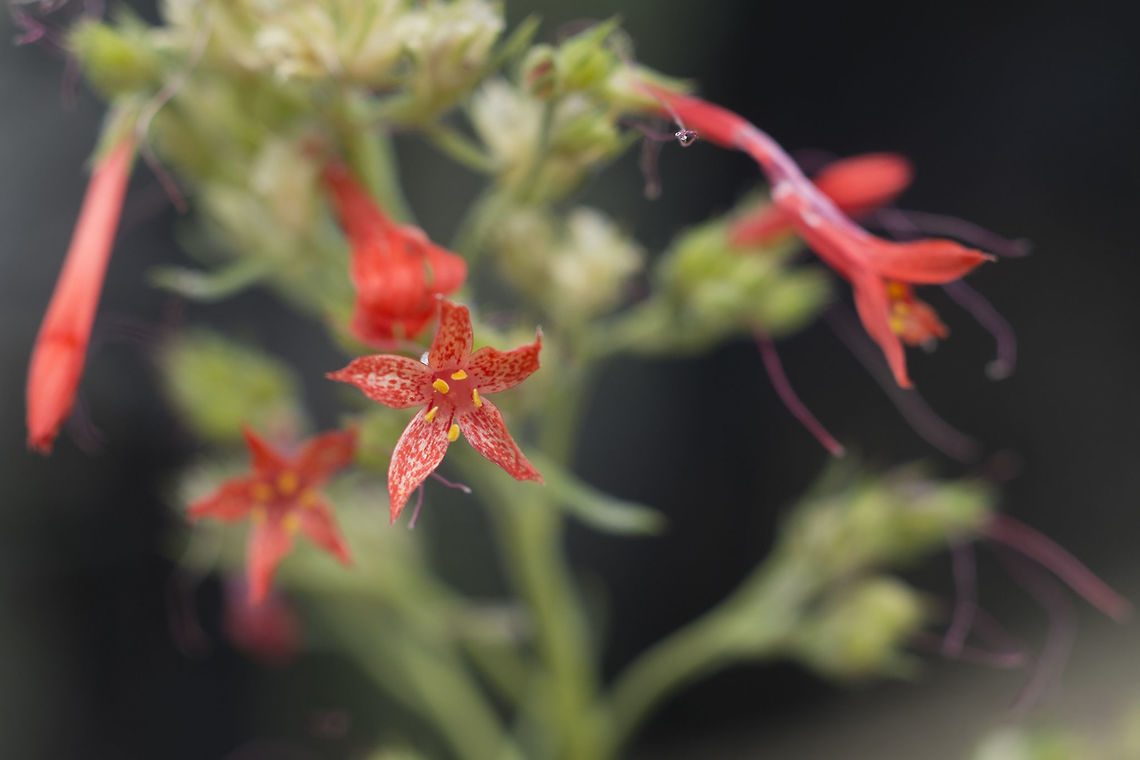 Skyrocket  Geotagged,Ipomopsis aggregata,Scarlet Gilia,Summer,United States