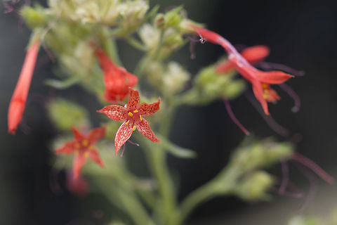 Skyrocket  Geotagged,Ipomopsis aggregata,Scarlet Gilia,Summer,United States