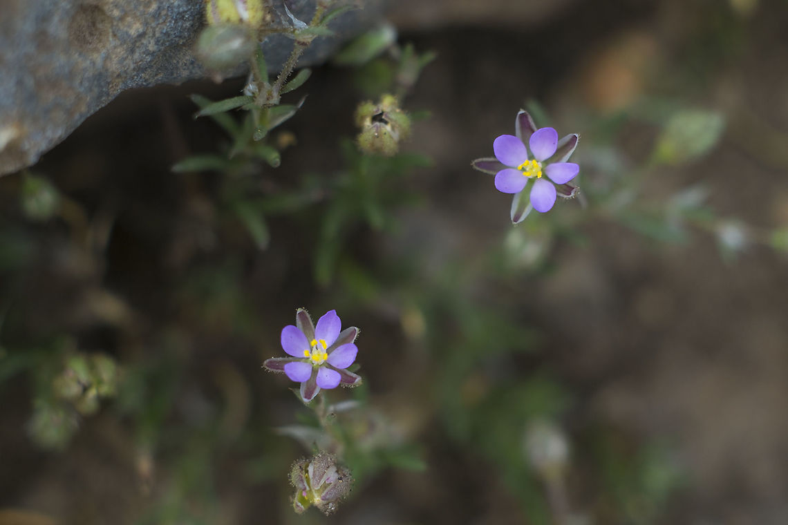 Red Sand Spurry Introduced Geotagged,Spergularia rubra,Summer,United States