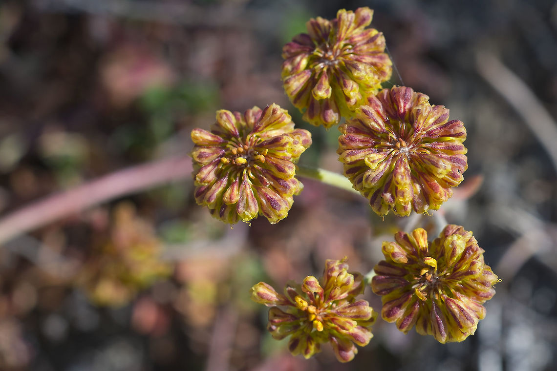 Wild Buckwheat  Eriogonum marifolium,Eriogonum umbellatum,Geotagged,Summer,United States