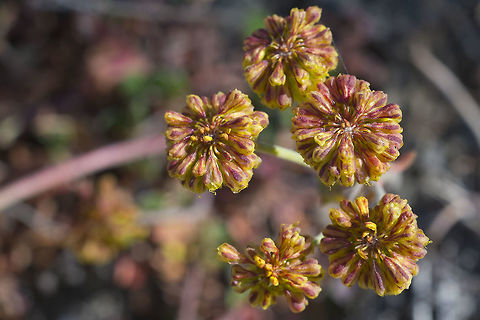 Wild Buckwheat  Eriogonum marifolium,Eriogonum umbellatum,Geotagged,Summer,United States