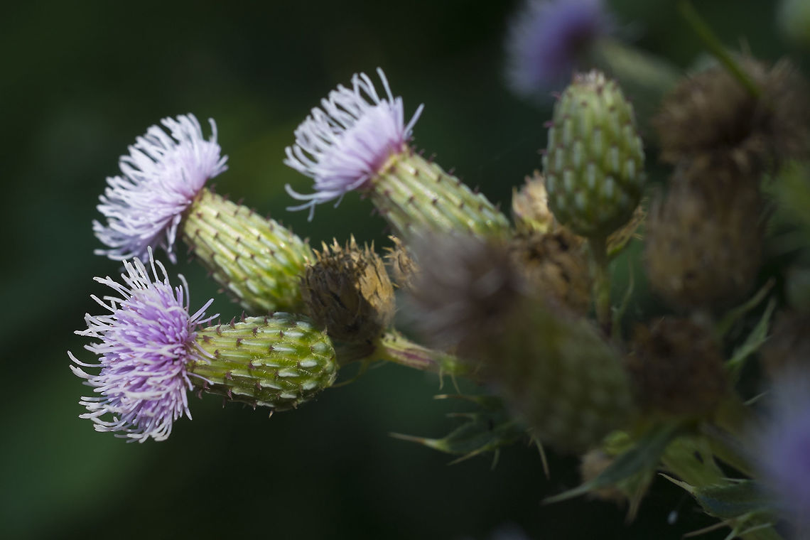 Canada Thistle Went on an urban safari today - walked part of the way to the camera shop to get a new cable release and made a point to see what I could collect along the way. Many of these plants are non-native and some even invasive, but to live in the city you have to be tough, and rough and tumble all of today&#039;s are. Cirsium arvense,Geotagged,Summer,United States