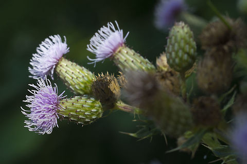 Canada Thistle Went on an urban safari today - walked part of the way to the camera shop to get a new cable release and made a point to see what I could collect along the way. Many of these plants are non-native and some even invasive, but to live in the city you have to be tough, and rough and tumble all of today's are. Cirsium arvense,Geotagged,Summer,United States