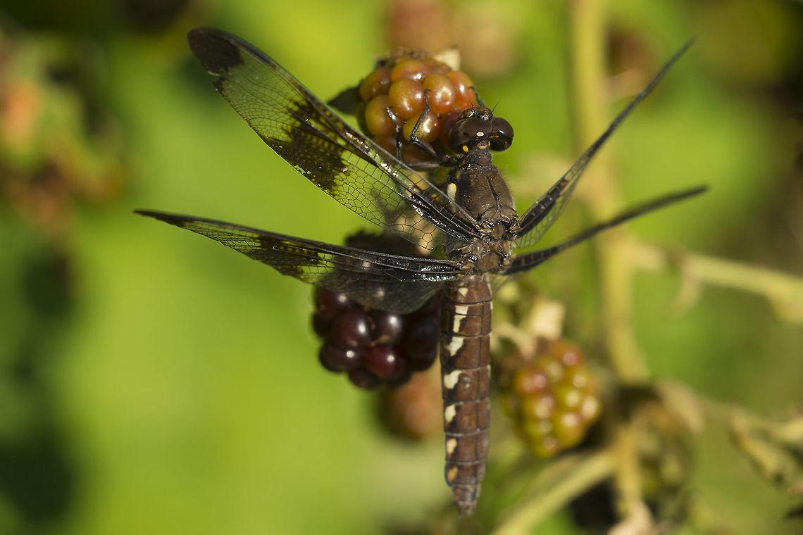 Common Whitetail  Common Whitetail,Geotagged,Plathemis lydia,Summer,United States