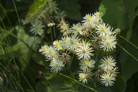 Traveller's Joy  Clematis vitalba,Geotagged,Summer,United States