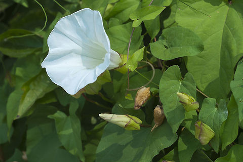 Hedge Morning Glory  Calystegia sepium,Geotagged,Summer,United States